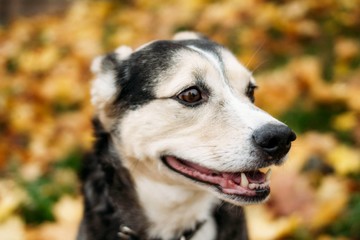 funny dog in autumn in the leaves of trees.