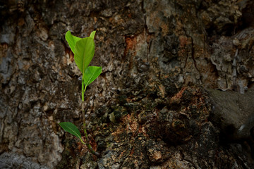 Sapling sprout on middle the tree trunk. Jack fruit tree.