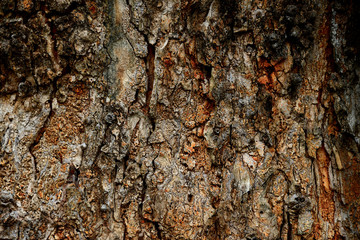 Tree bark texture closeup for background.