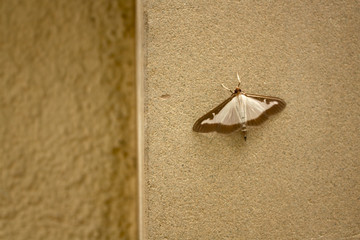 Moth