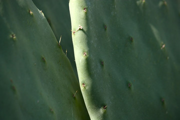 Prickly Pear