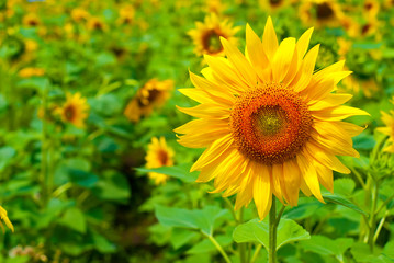 sunflower