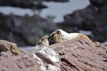 Marmot Love