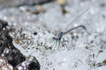 Damselfly