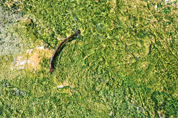 Algae 3