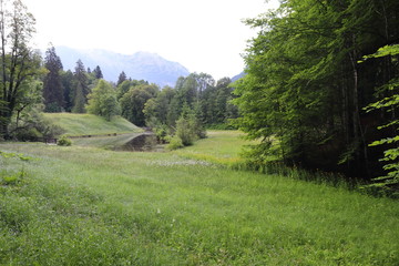 Obraz premium Fascinating, large-format types of green meadows, edges and the woods Alpine the foothills in summertime