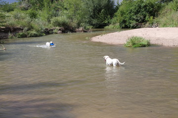 2 dogs and blue Frisbee in Denver, Colordo Cherry Creek