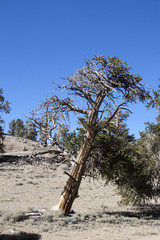 Bent Tree
