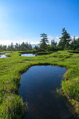 初夏の広沢田代