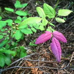 Plant Life