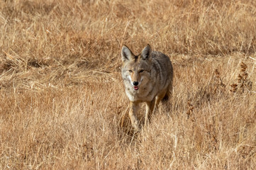 Naklejka na ściany i meble Coyote in field at Bosque del Apache National Wildlife Refuge, San Antonio, New Mexico