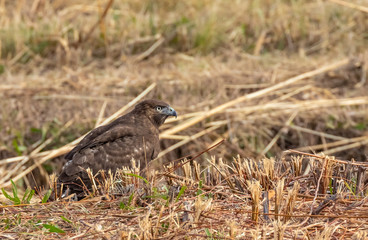 Northern harrier at Bosque del Apache National Wildlife Refuge, San Antonio, New Mexico