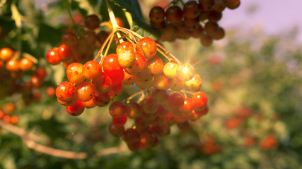 Red viburnum on a branch, blurred background, fruit on a tree