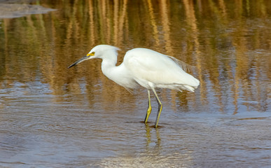 Snowy egret at Carmel River, Carmel, California