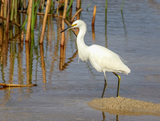 Snowy egret at Carmel River, Carmel, California
