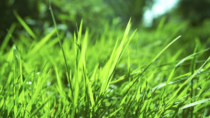 Green grass, sunlight, macro, blur background bokeh