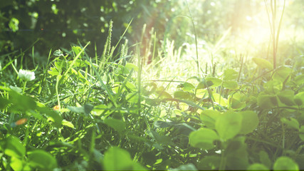 Obraz na płótnie Canvas Green grass, sunlight, macro, blur background bokeh
