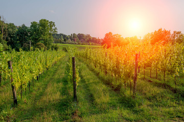 Naklejka premium vineyard