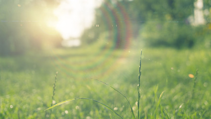Obraz na płótnie Canvas Green grass, sunlight, macro, blur background bokeh