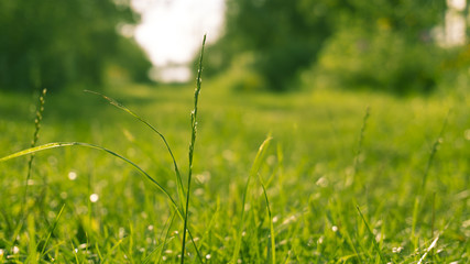 Green grass, sunlight, macro, blur background bokeh
