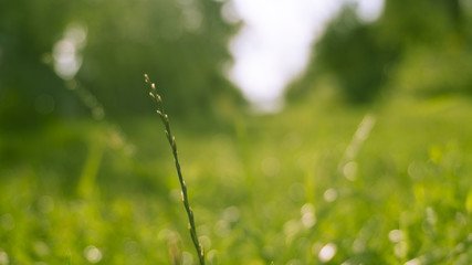 Green grass, sunlight, macro, blur background bokeh