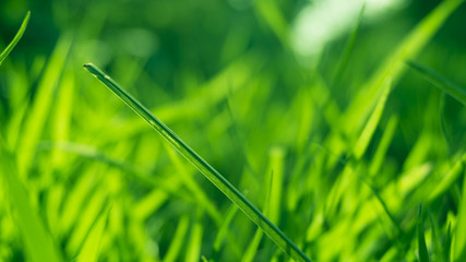 Green grass, sunlight, macro, blur background bokeh