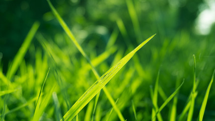 Green grass, sunlight, macro, blur background bokeh
