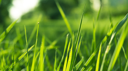 Green grass, sunlight, macro, blur background bokeh