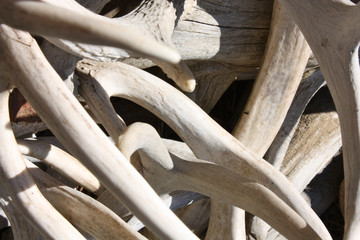 Antler Texture