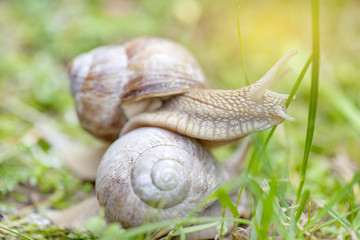 Two snails crawling in the grass, shallow depth of field