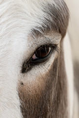 Domesticated Donkey - Equus africanus asinus