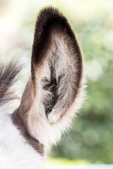 Fototapeta premium Domesticated Donkey - Equus africanus asinus