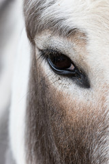 Domesticated Donkey - Equus africanus asinus