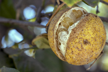 limón partido e infestado en su planta