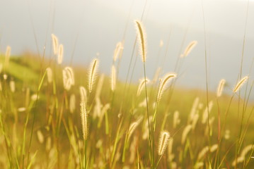 Morning Sun Shines the Grass