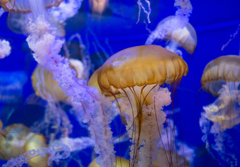 Jelly fish school lazily floating