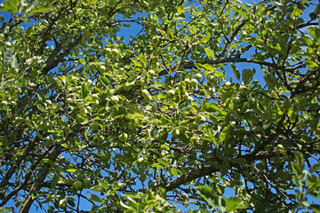 Fototapeta na wymiar Apples ripening on a tree