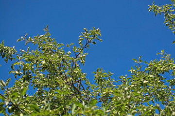 Apples ripening on a tree