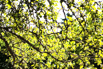 Fototapeta premium Apples ripening on a tree