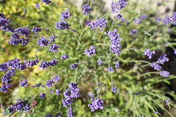 Obraz premium Purple lavender blossoming