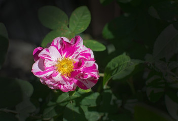 Bright pink and white beautiful Rosa Rugosa rose