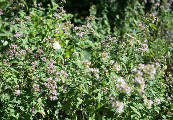 White butterfly on lavender flowers closeup