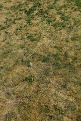 Lawn with yellow grass after a long dryspell