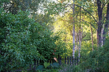Evening sunlight in the foliage of birch trees
