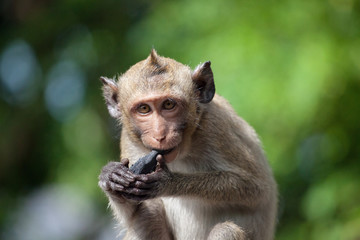 可愛いサル