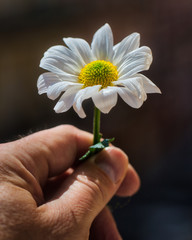 A male hand holding a single daisy-type flower with a bright yellow center and white petals