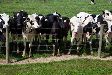 Cows on a green farm field during a vibrant sunny summer day. Taken in Chilliwack, East of Vancouver, BC, Canada.