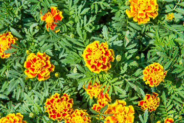 French Marigolds flower. Beautiful yellow flower in the garden.