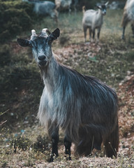 A goat staring at me 2