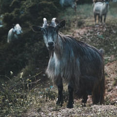 Fototapeta premium A Goat staring at me 1